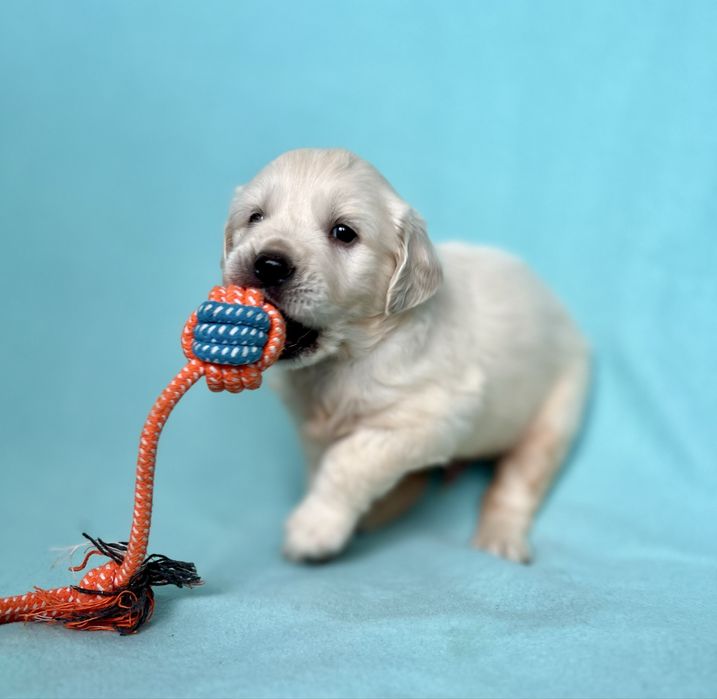 Piesek Golden retriever | ZKwP/FCI | Rodzice wolni od dysplazji