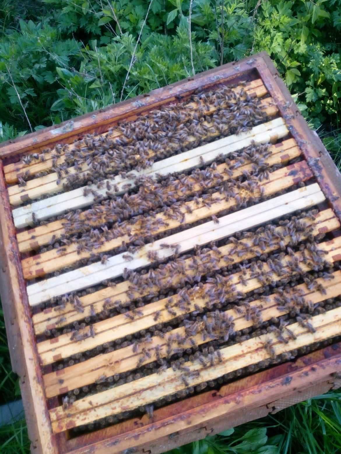 Pszczoły Rodziny pszczele na ramce wielkopolskiej