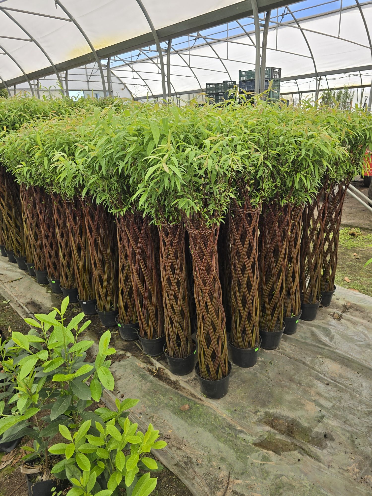 Wierzba pleciona 220 cm salix americana polska palma zielona gora