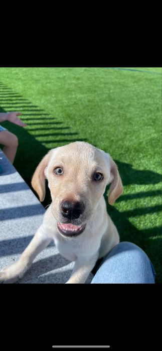 ( RESERVADO ) Labrador macho com 5 mesinhos