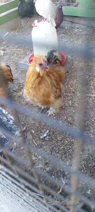 Sprzedam koguta silki