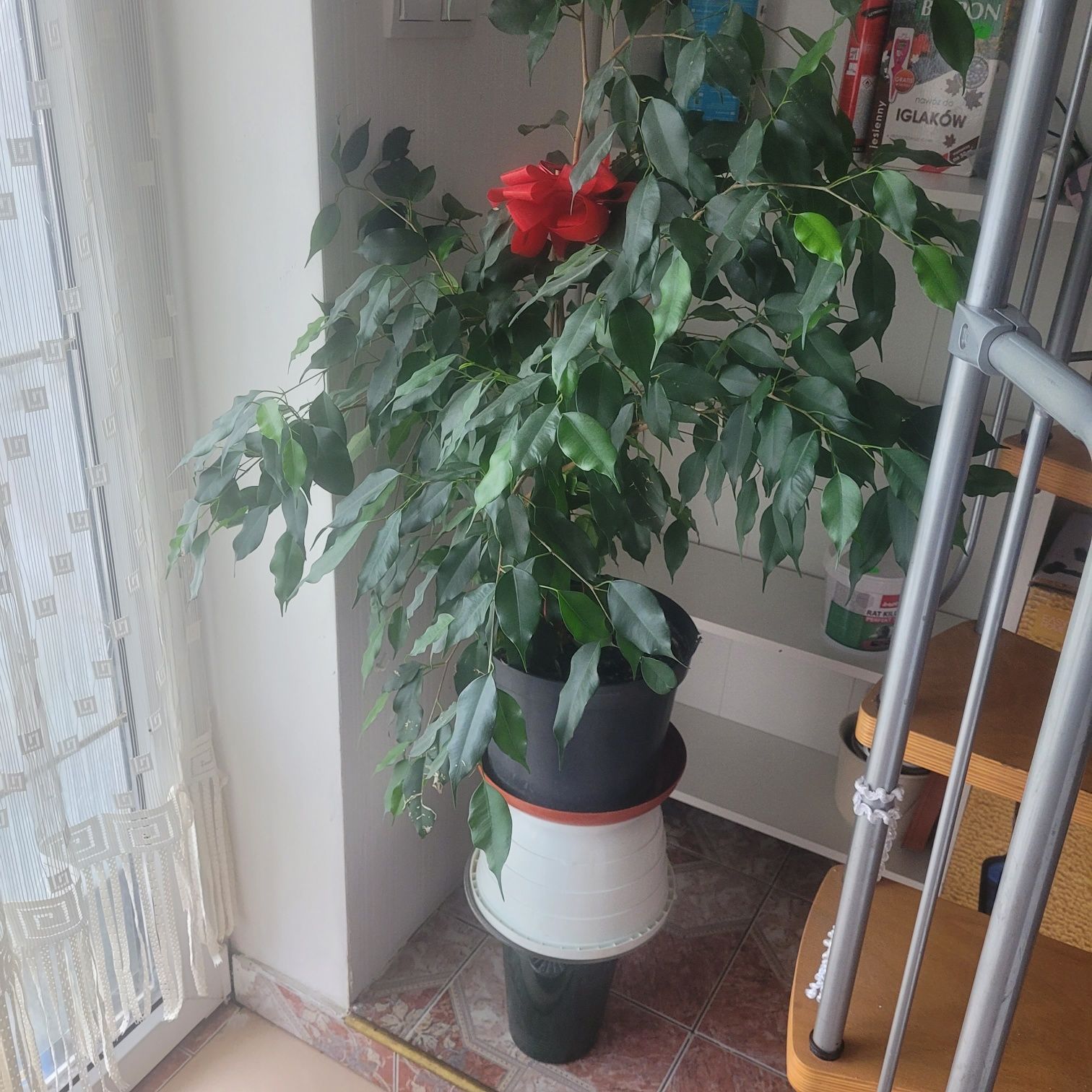 Sprzedam  kwiaty  doniczkowe