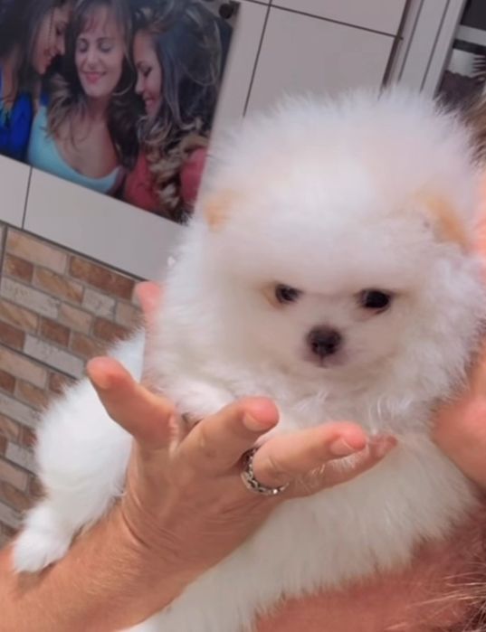 Spitz lulu  Pomerânia anão linhagem russa Femea linda