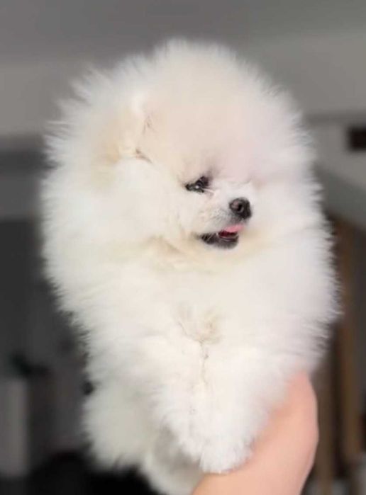 Okazja!!! Promka na pomka!!!Mały miś pomeranian mini