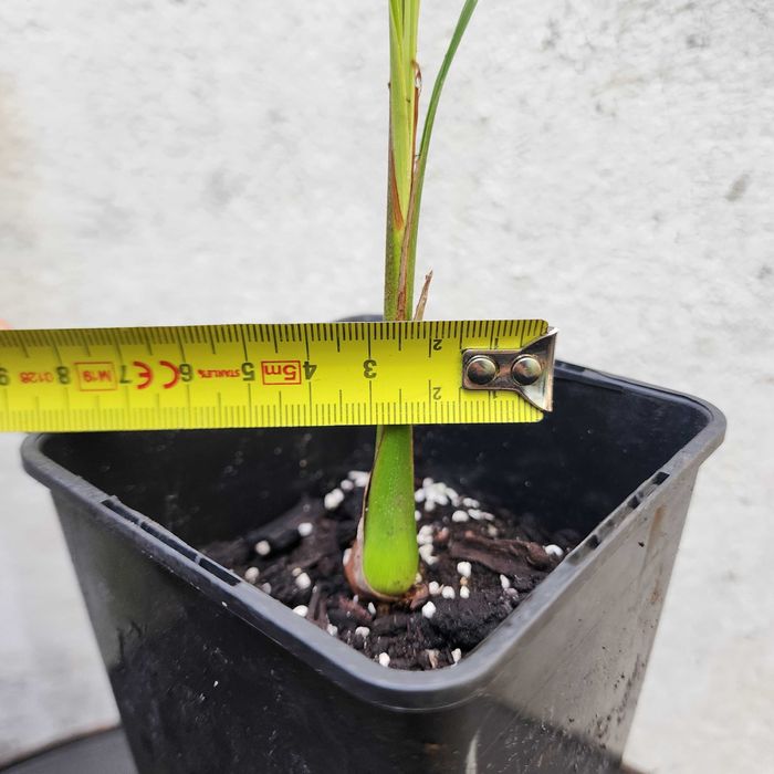 Butia odorata – sadzonka palmy 25 cm, do –10°C, z doniczką