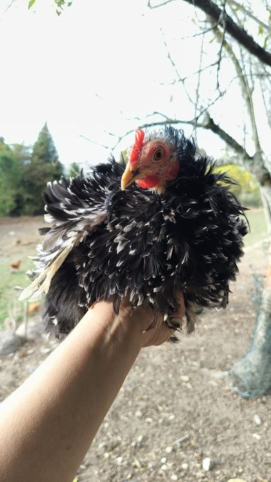 Pekins frisado casal