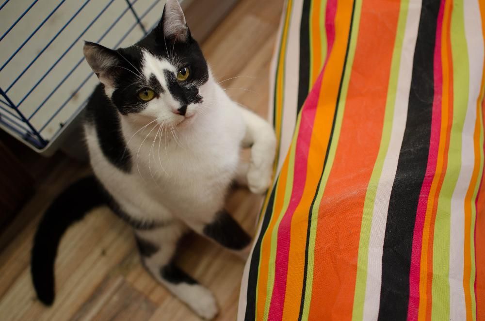 Malinowski z Fundacji MIASTO KOTÓW