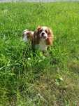 Przystojny Cavalier King – krycie, rodowód, badania