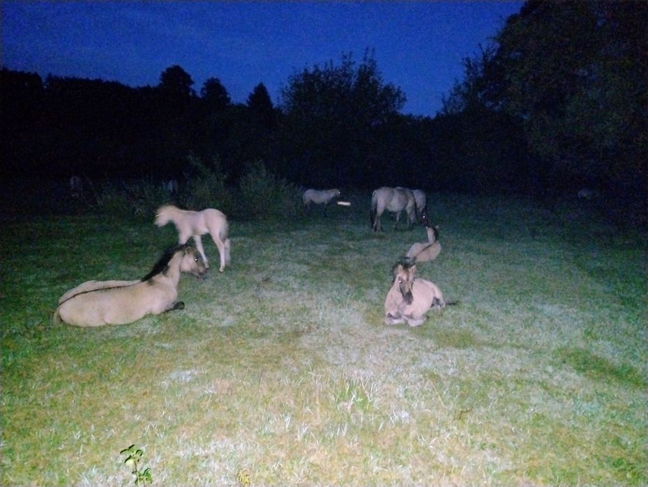 Konik Polski odsaki