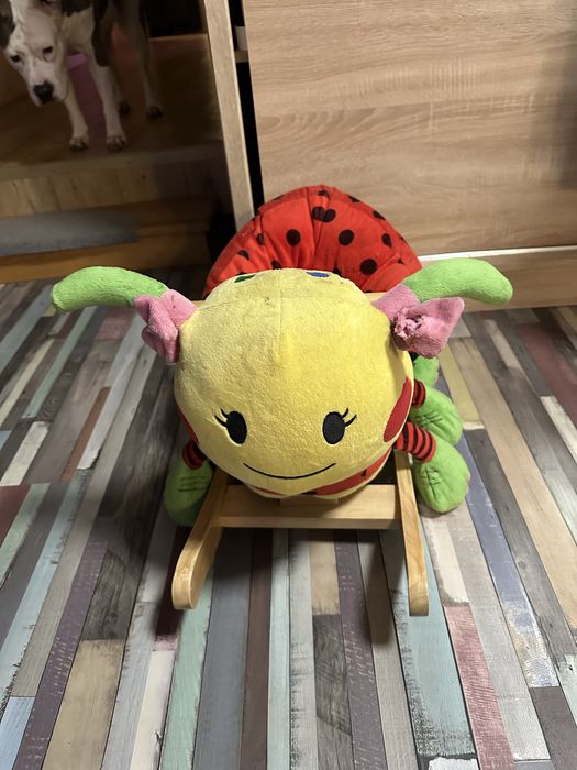 Biedronka na biegunach oddam za darmo