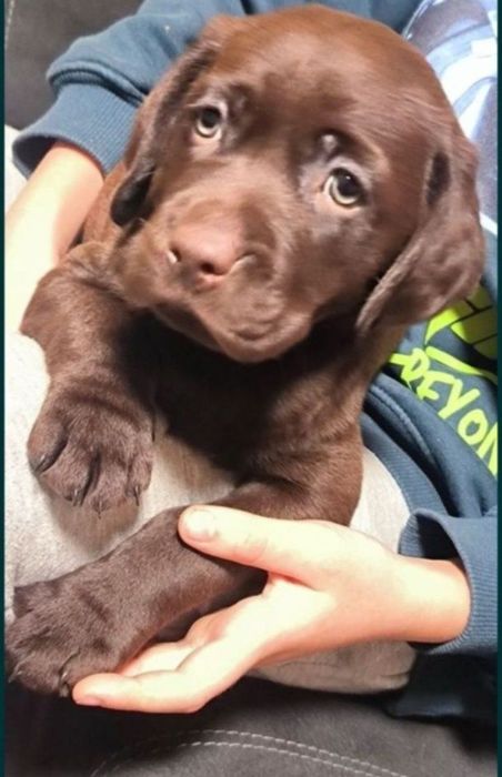 Бронь та продаж Офіційний розплідник Лабрадор Ретрівер цуценята