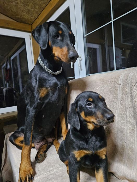 Sprzedam szczeniaka Dobermana