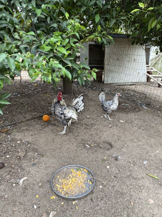 Casal de galinhas sebright prata