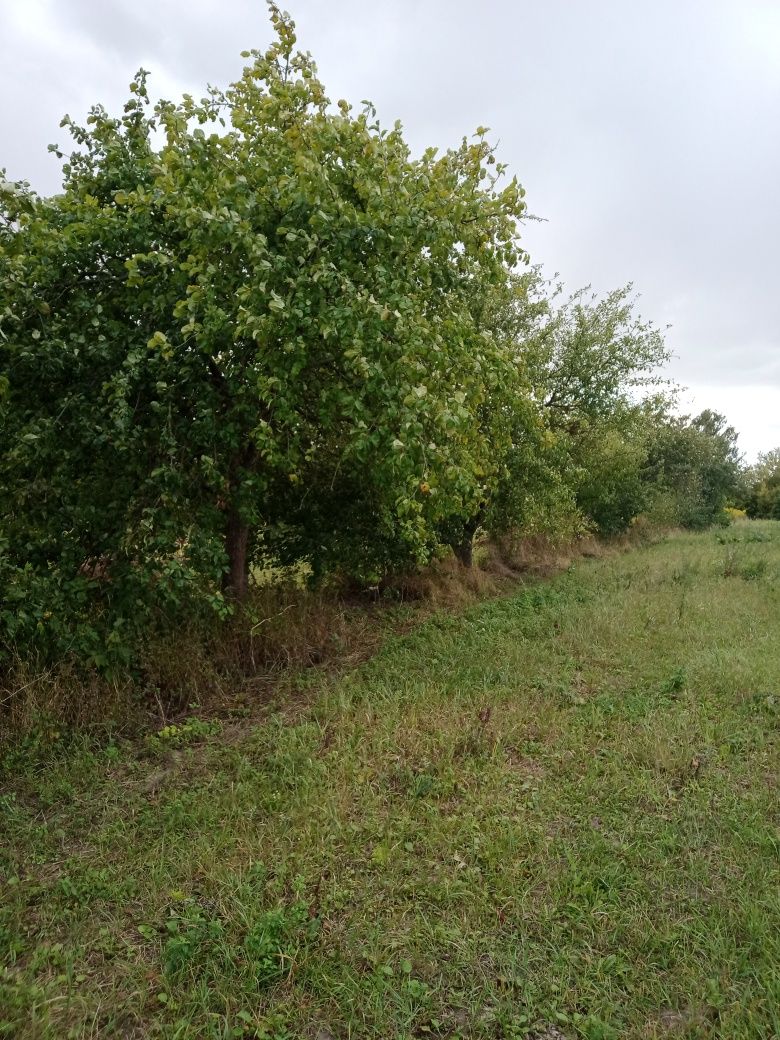 Продам земельну ділянку село Часнівці Козелецького району