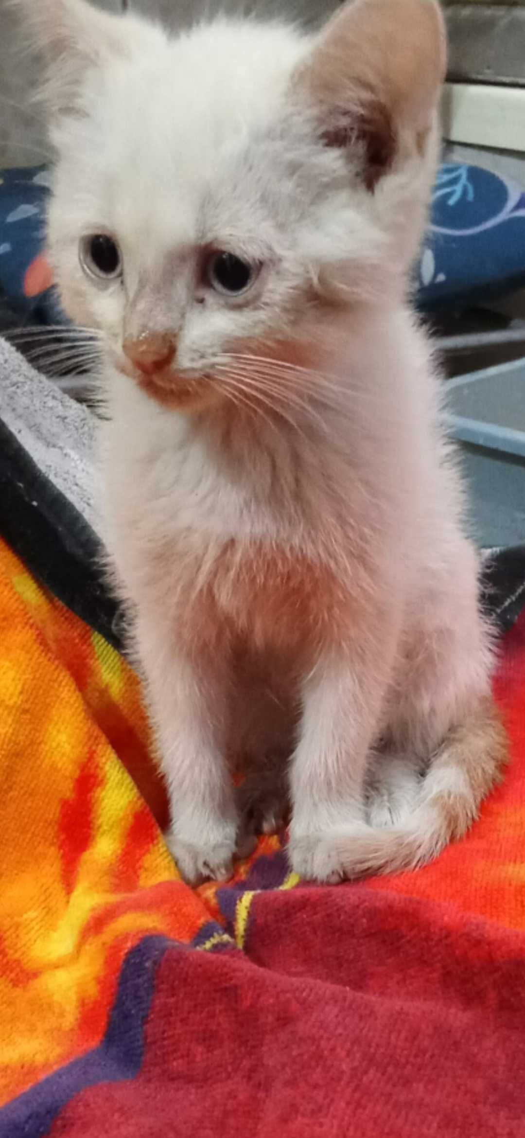 Mały kocurek biało rudy do adopcji