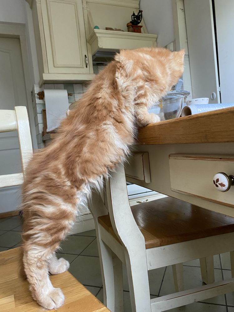 Maine coon duży rudy kocurek po dużych przebadanych rodzicach