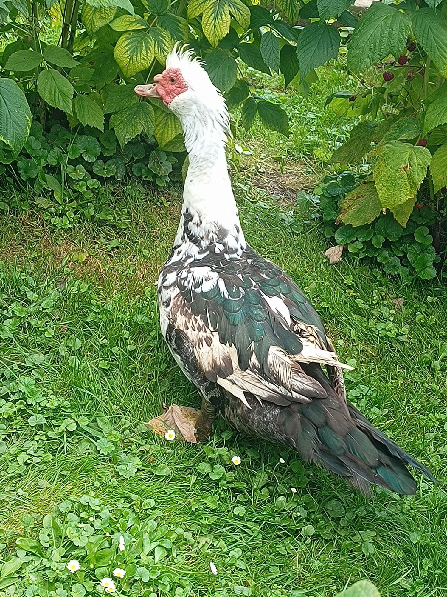 Sprzedam kaczora
