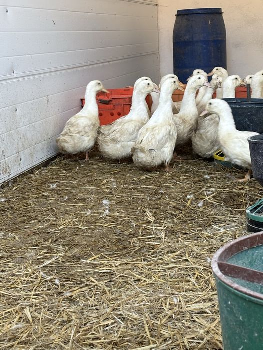 Kaczki duże , kury nioski, kurczaki
