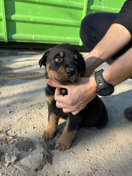 Szczeniak Rottweiler