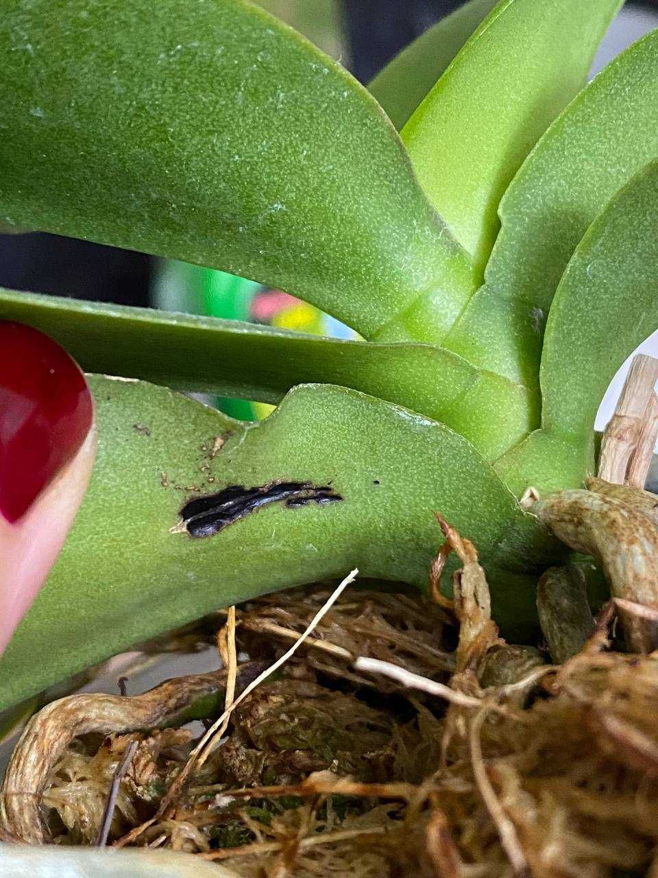 Ароматна орхідея фаленопсис Sogo Perfume