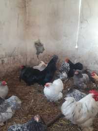 Koguty ayam camani