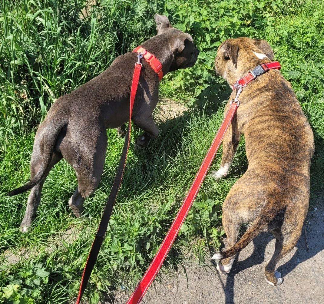Super suczka Amstaff!