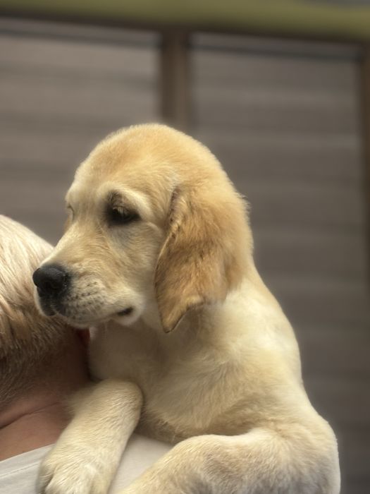 Золотистый ретривер!!!
