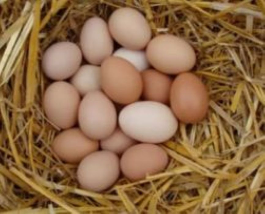 Jajka młode od młodych kur z wolnego wybiegu od rolnika naturalne