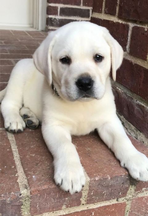 Белый Мишка Лабрадорчики Элитные щенки Питомника с Документами Доставк