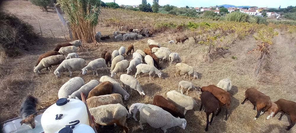 Rebanho de ovelhas paridas com borregos