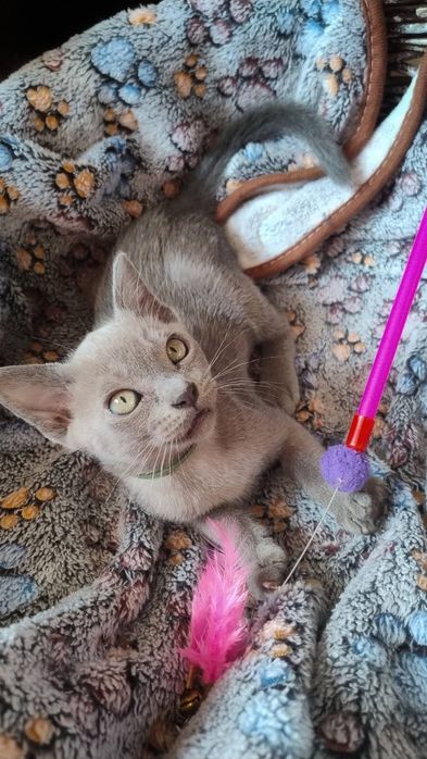 Європейська Бурма, блакитні кошенята