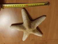 Rozgwiazda naturalna 20 cm