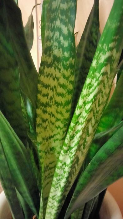 Кімнатні рослини - Sansewieria