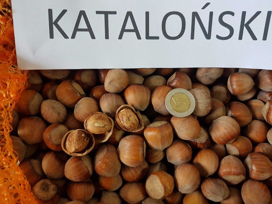 Orzechy laskowe – świeże, 14 zł/kg!