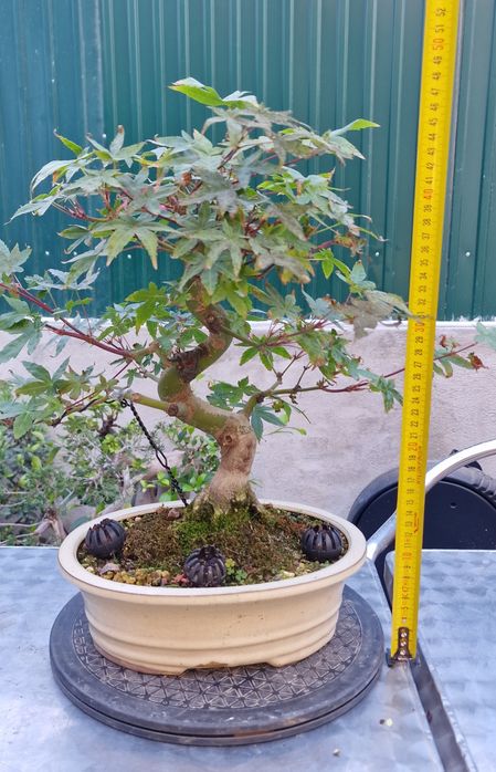 Bonsai Acer palmatum deshojo