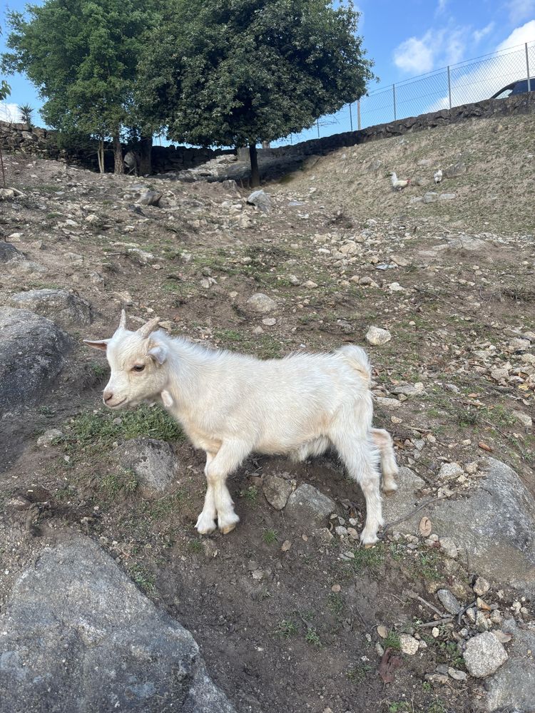 Cabrito anão, branco, macho, 5 meses de idade