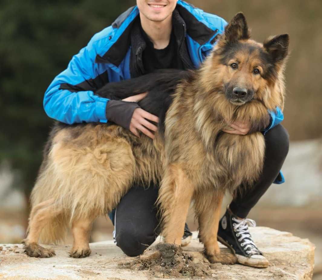 Kazar około 7 lat