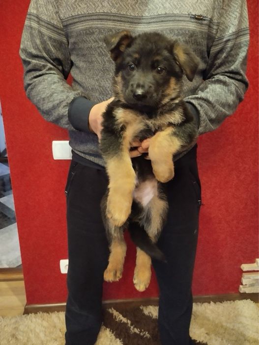 Продам цуценят Німецької вівчарки