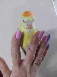 Ручной малыш - попугай для разговора