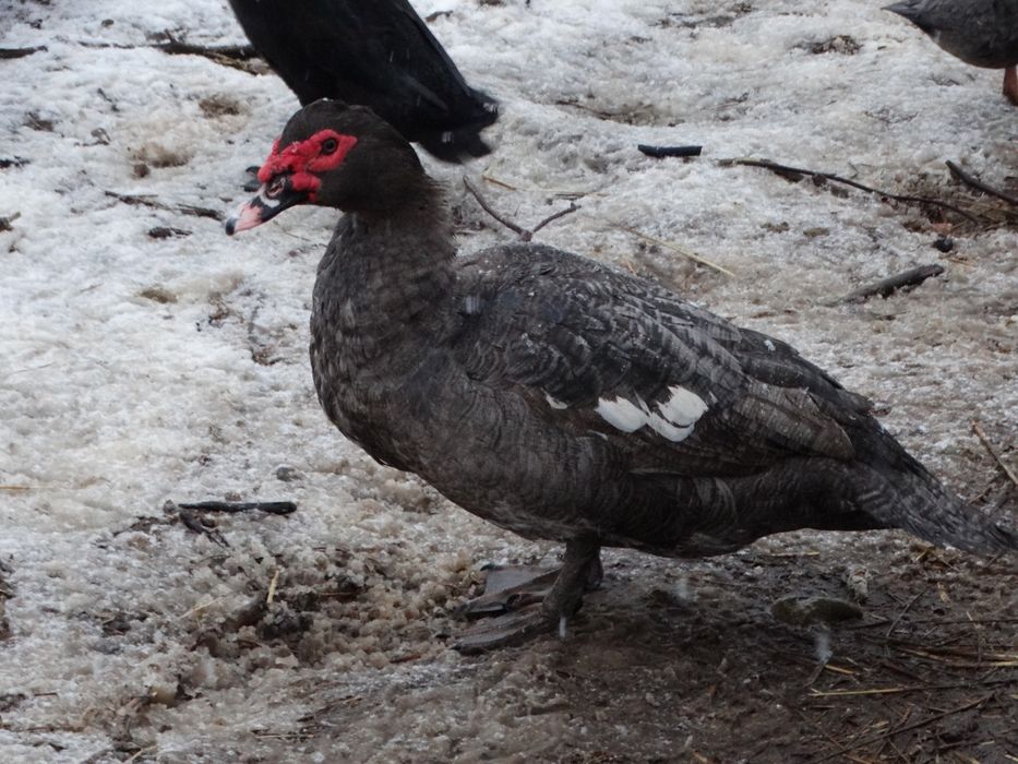 Sprzedam stado lęgowe kaczek francuskich