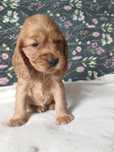 Suczka Cocker Spaniel Angielski