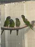 Conures Acuticaudata F 23