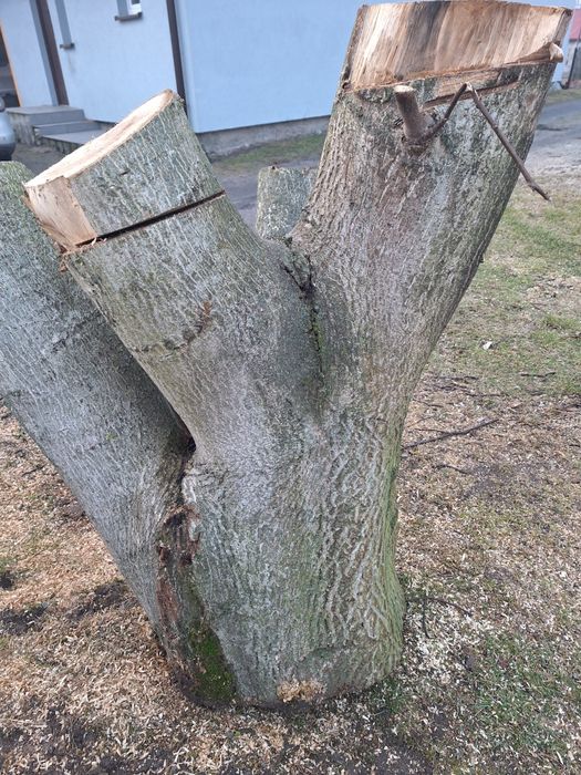 Duży wielogabarytowy pień orzech wloski