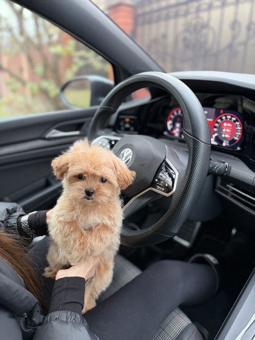 Мальтипу мальчик ф1 беби фейс