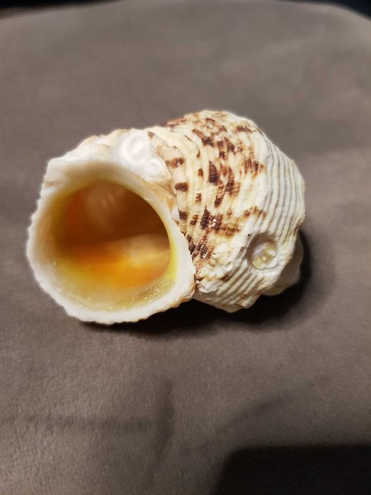 Muszla Morska   6 x 5 cm