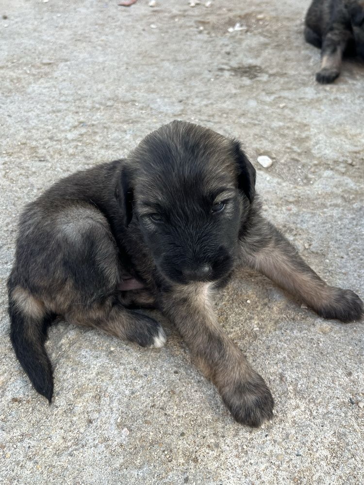 Cães para adoção