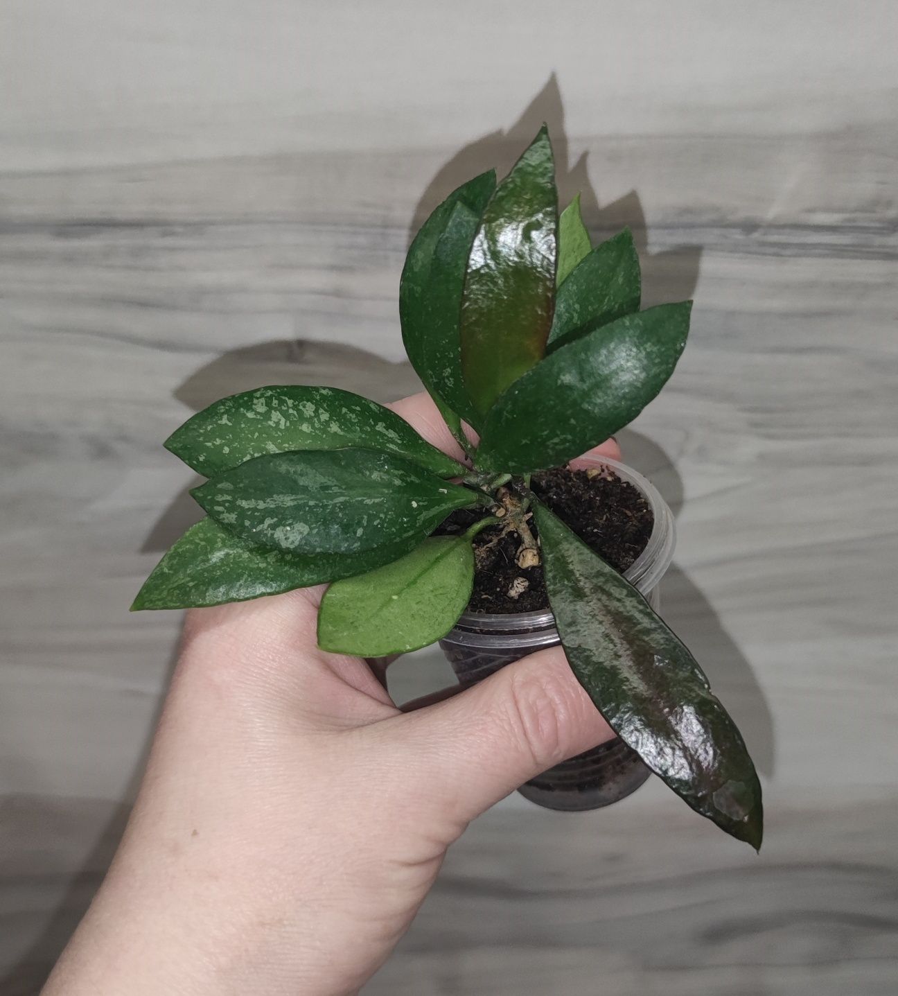 Хойя Hoya Elliptica splash, Undulata та ін.