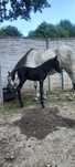 TORIN _ kuc SIWY 150cm _ 2024 _ transport