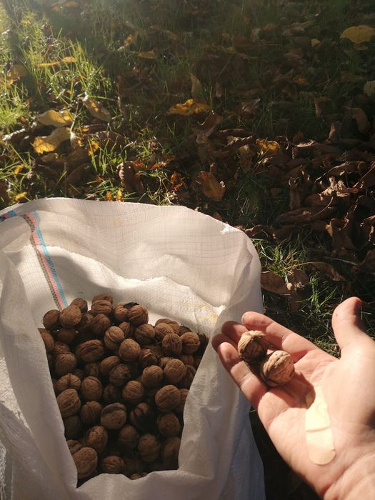 Свіжі горіхи , Київ