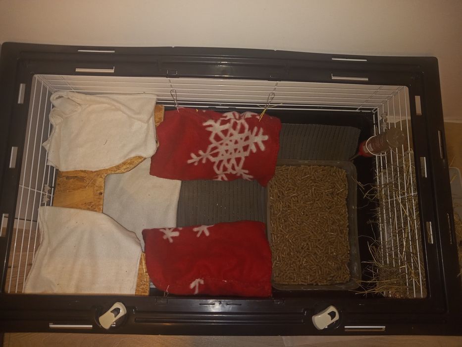 Świnki morskie z  klatką